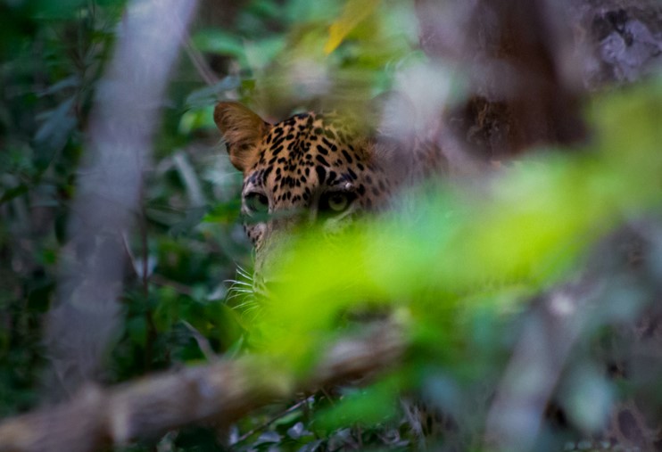 Call of the Wild – Sri Lanka Safari Escape