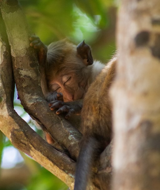 Wilpattu National Park