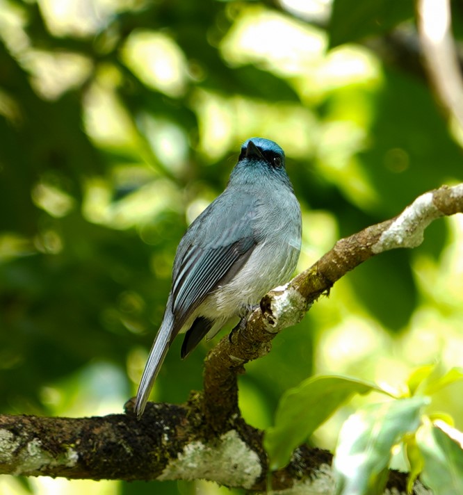 Horton Plains