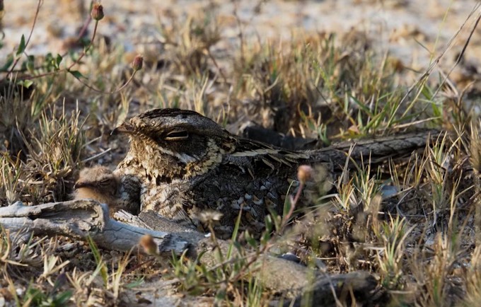 Yala National Park
