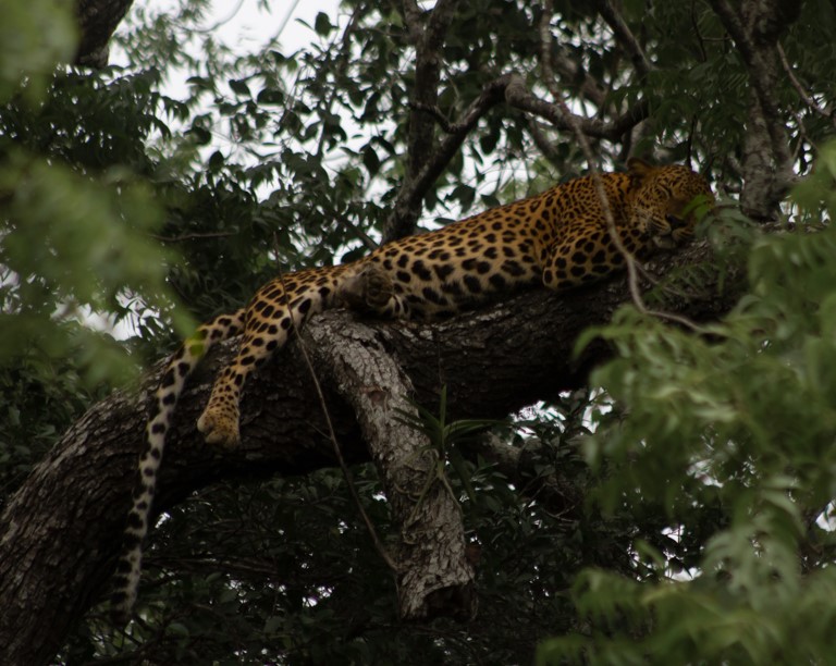 Wilpattu National Park