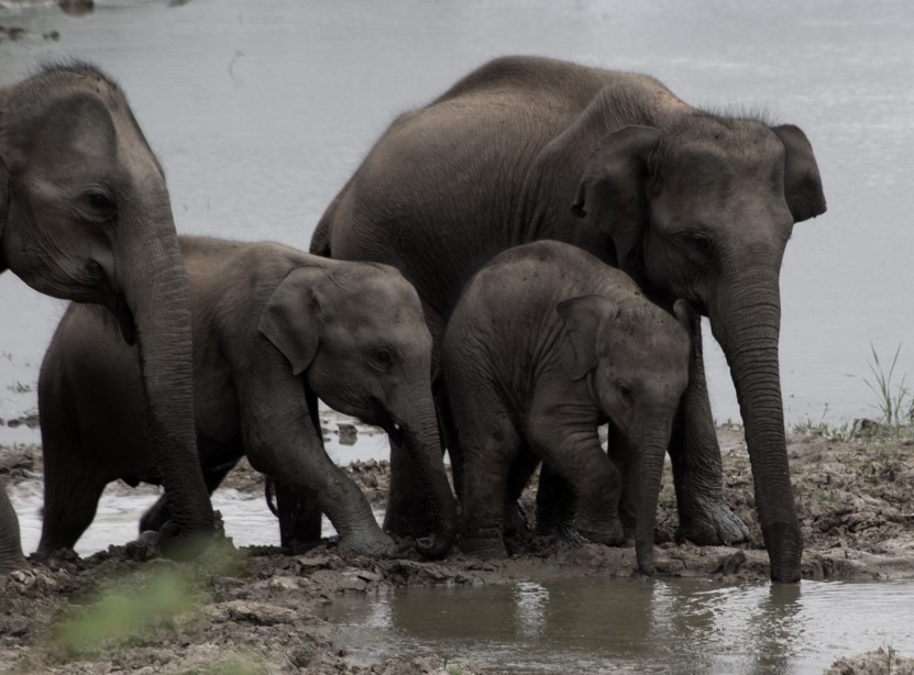 Minneriya National Park