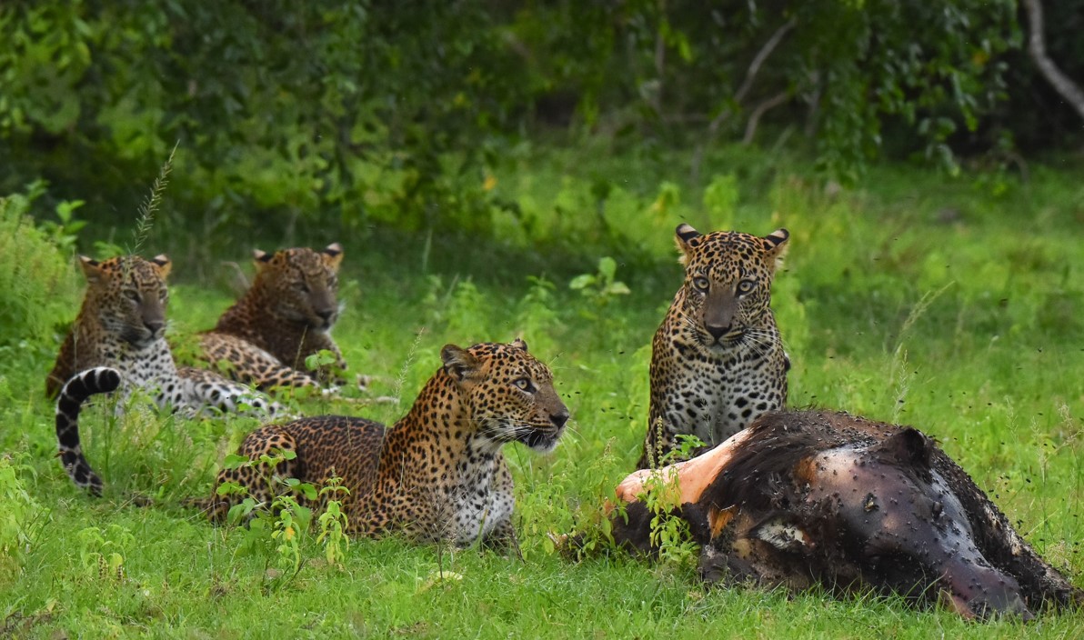Yala National Park