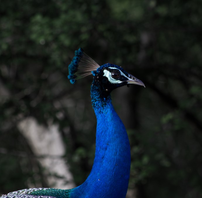 Wildlife & Safari