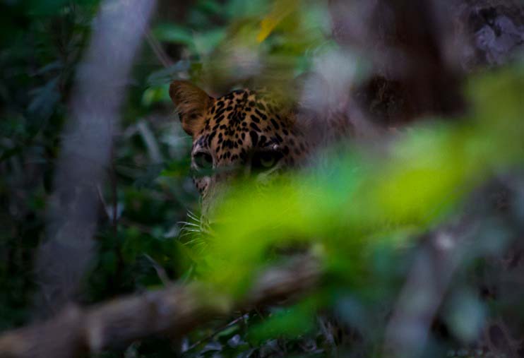 Sri Lanka Nature